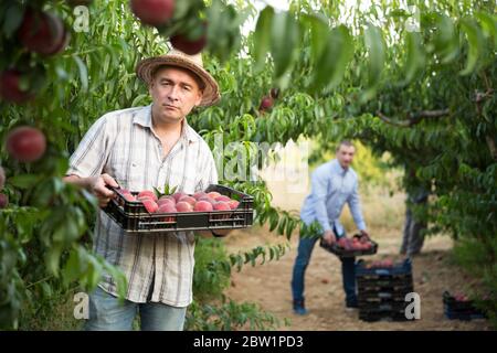 Man  professional horticulturist holding crate with  peaches in garden Stock Photo