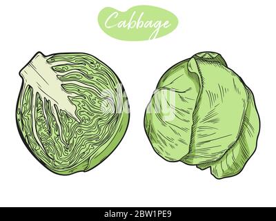 Set of different cabbage isolated on white background. Vector illustration Stock Vector