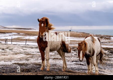 A majestic Icelandic horse in a barren landscape is looking straight into the camera while a second horse is carefully also peeking. Stock Photo