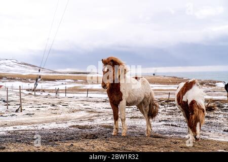 Two brown and white horses by the sea in northern Iceland. One horse is looking into the distance while the other one is looking for food. Stock Photo