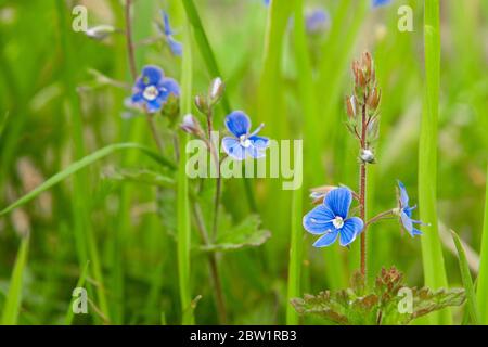 Blue perennial flowers Veronica chamaedrys  close-up. Horizontal photo. Stock Photo