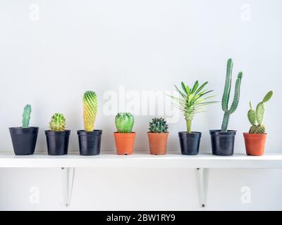 Various beautiful green cactus plants in plastic pots on white shelf on white wall background. Stock Photo