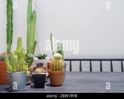 Various green cactus plants in pots on wooden table on white wall background, outdoor with copy space. Stock Photo