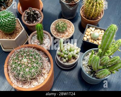 Various green cactus plants in pots on dark wooden table background, top view. Stock Photo