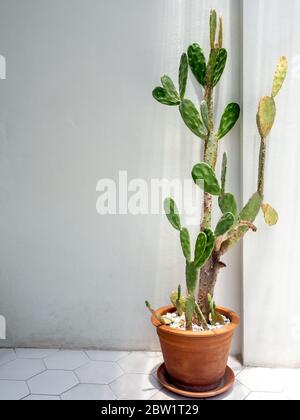 Cactus in terracotta pot on the cement table background Stock Photo - Alamy