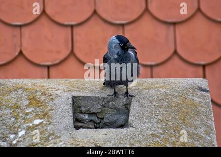 Black crow standing on the roof and watching the environment before going to fly further. Stock Photo