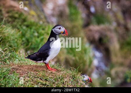 Beautifull Puffins on the Latrabjarg cliffs, a promontory and the westernmost point in Iceland. Home to millions of puffins, gannets, guillemots and r Stock Photo