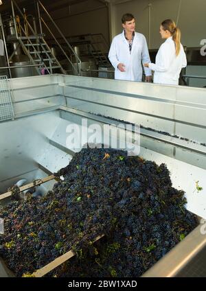 Two manufacturing engineers of winery controlling process of crushing and pressing of ripe grapes in crusher machine Stock Photo