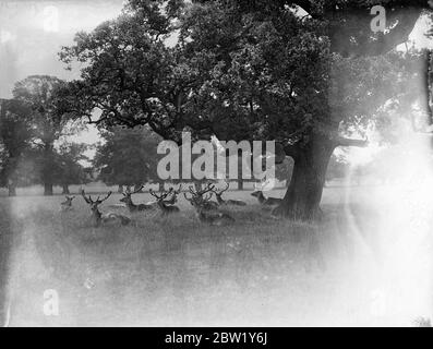 Antlered dignity in repose. Deer at rest in Windsor Great Park. Deer at rest. This unusual picture was taken in Windsor Great Park as a group of noble antlered deer lay serenely in the shade of a tree. 15 June 1937 Stock Photo