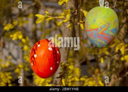 Two painted Easter eggs at yellow flowering branches Stock Photo