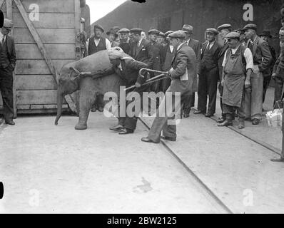 For baby elephants arrived at the Royal Albert Dock on the S.S Nalgora from India. Elephants are from the Calcutta zoo. Three are destined for the London zoo and one for Belfast. All of them gave considerable trouble when being unloaded and in the case of one a bigger van had to be sent for. 13 July 1937. Stock Photo