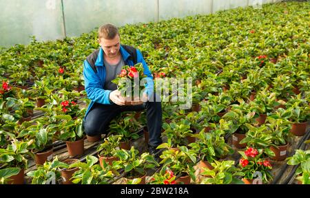 Positive male worker examining begonia seedlings while gardening in glasshouse Stock Photo