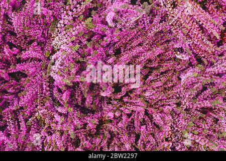 The beautiful backdrop with pink fabric decoration with various