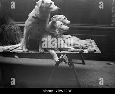 Pomeranian Show Dogs Stock Photo - Alamy