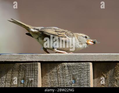 House Sparrow (Passer domesticus) female on a garden fence eating a honey bee