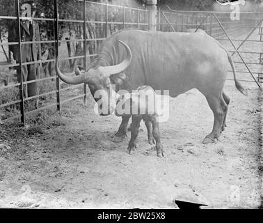 First Cape buffalo born at Whipsnade. In paddock only a few hours after birth. The first of its species to be born at Whipsnade, a Cape Buffalo calf, was running about its pen within a few hours of its birth. Parents, Sonny Boy and Mary, were both born at Regent's Park zoo in 1930. The Cape buffalo is the fiercest of all big game animals. 3 August 1938 Stock Photo