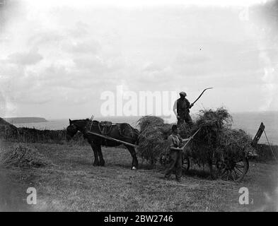 Haymaking in Cadgwith, Cornwall. Horse, cart, farmer, pitchfork. 1933 Stock Photo