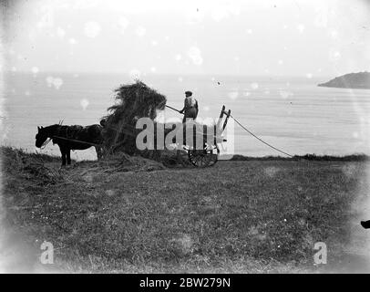 Haymaking in Cadgwith, Cornwall. Horse, cart, farmer, pitchfork. 1933 Stock Photo