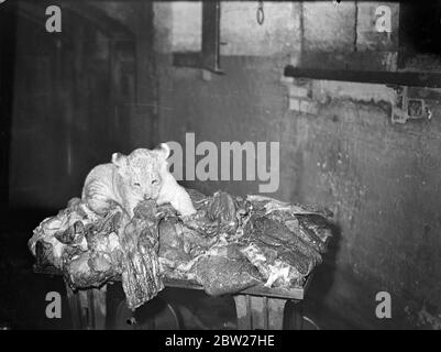 Climax, nine-weeks-old cub of June, London Zoo lioness, starting operations on the Lion House meat supply. 12 July 1937 Stock Photo