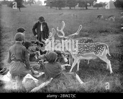 Deer as gatecrashers at a Girl Guides' picnic in Richmond Park. The deer succeeded in brightening up the party despite the rain. 10 July 1937 Stock Photo