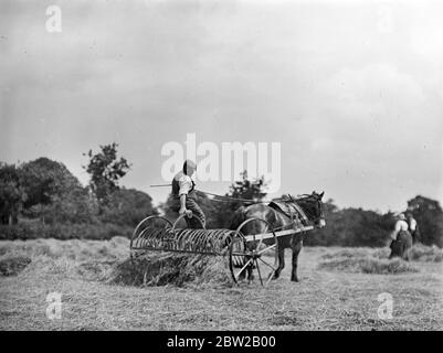 A horse-drawn hay rake, on the rake can be seen traditional hand held rakes being used by others. Stock Photo