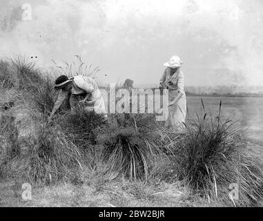 Sandy Lodge Golf Course in war time women workers clearing a Bent Covered Sandhill. 10 July 1916 Stock Photo