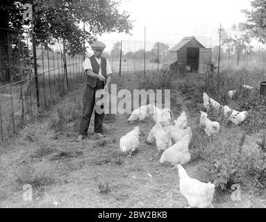 Sandy Lodge Golf Course in war time. Feeding the fowl which supply the club with eggs. 10 July 1916 Stock Photo