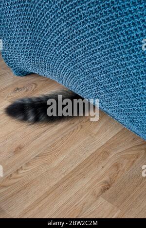 cat tail coming out from under the sofa Stock Photo