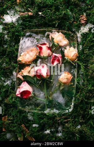 Creative flat lay of various rose flowers frozen in an ice block on green moss with melting snow around, selective focus Stock Photo