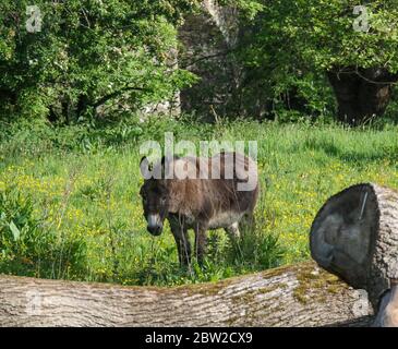 Magheralin, County Armagh, Northern Ireland. 29 May 2020. UK weather - a warm bright start to the day with temperatures to climb to the mid-twenties. Blue sky and sunshine today with the same tomorrow. Donkey grazing in a field of buttercups on a sunny spring morning. Credit: CAZIMB/Alamy Live News. Stock Photo