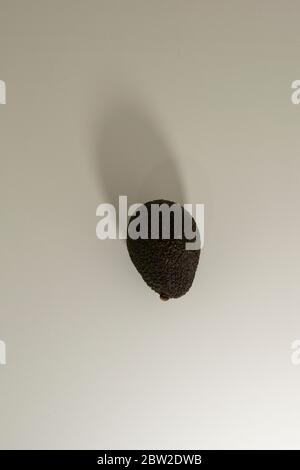 One avocado Hass fruit. Brown peel, light background. Top view. Stock Photo