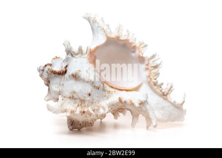 Giant natural cream colored shell white background Stock Photo - Alamy