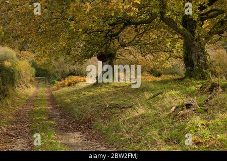 Oak trees in autumn alongside a farm track and public footpath near Culbone in the Exmoor National Park, Somerset, England. Stock Photo