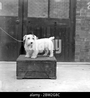 Midland Sealyham Club's Show at Rugby. E Astfield Capture, A champion of champions owned by Mrs E.G. Moore and Miss F.J. Chenuz. 21 May 1924 Stock Photo