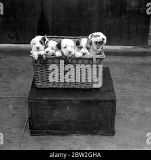 Midland Sealyham Club's Show at Rugby. A basket full of pups. 21 May 1924 Stock Photo