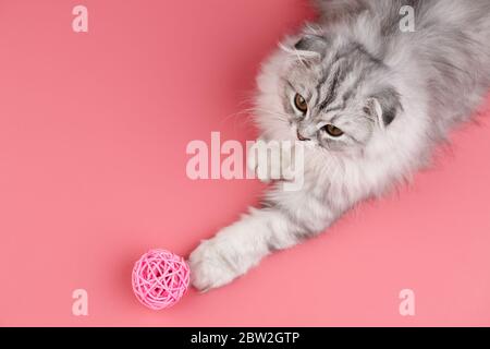 Playful highland fold kitten playing with ball on pink background, top view Stock Photo