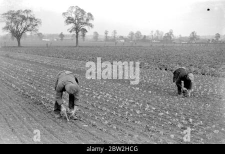 Planting winter lettuce in a field. November 1934 Stock Photo