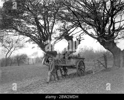 Farm scene. A horse drawn cart going through the trees. 1934 Stock Photo