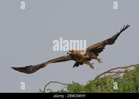 Tawny Eagle (Aquila rapax) taking-off near Bikaner, Rajasthan, India Stock Photo