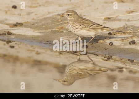 Water Pipit (Anthus spinoletta) at Taal Chhappar wildlife sanctuary, in Churu district of Rajasthan, India Stock Photo