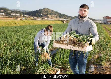 Young bearded farmer carrying crate with freshly harvested organic scallions on family farm field. Harvest time Stock Photo