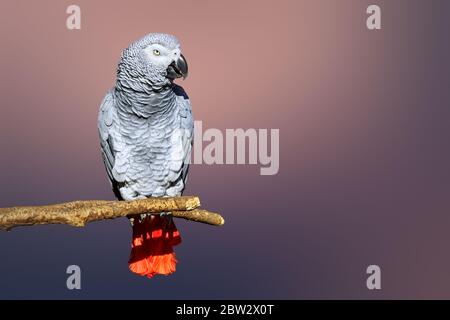Congo African Grey parrot portrait isolated and perched with a blurred background. Psittacus erithacus Stock Photo