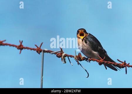 Welcome swallow calling while perched on barbed wire Stock Photo