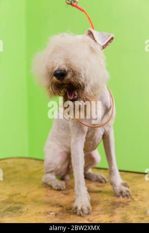 Fox terrier getting his hair cut at the groomer. Sitting on grooming table. Stock Photo