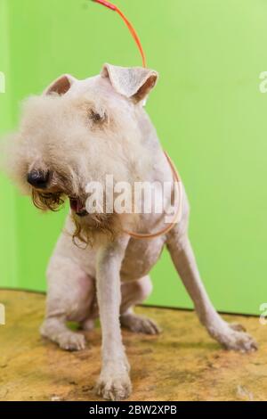 Fox terrier getting his hair cut at the groomer. Sitting on grooming table. Stock Photo