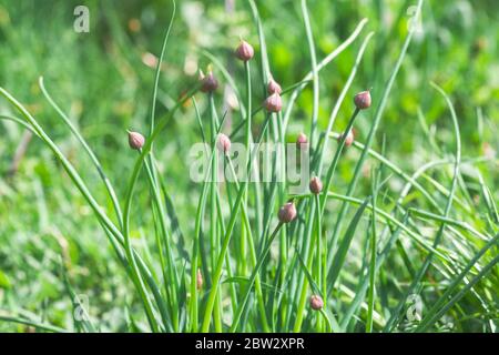 Pink buds of onions growng in sunny light spring garden. Chives about to bloom, selective focus Stock Photo