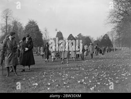 Sunday crowds admire the crocuses in Hampton Court . A large number of visitors brought out by the brilliant sunshine of the first Sunday in Spring admired the crocuses on the lawns of Hampton Court Palace . Visitors to Hampton Court Palace , admiring the crocuses . 20 March 1932 Stock Photo