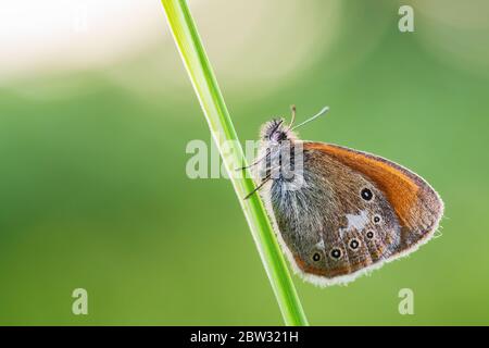 Chestnut Heath - Coenonympha glycerion, small hidden butterfly from European grasslands and meadows, Zlin, Czech Republic. Stock Photo