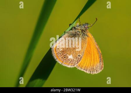 Chestnut Heath - Coenonympha glycerion, small hidden butterfly from European grasslands and meadows, Zlin, Czech Republic. Stock Photo