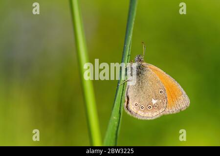 Chestnut Heath - Coenonympha glycerion, small hidden butterfly from European grasslands and meadows, Zlin, Czech Republic. Stock Photo